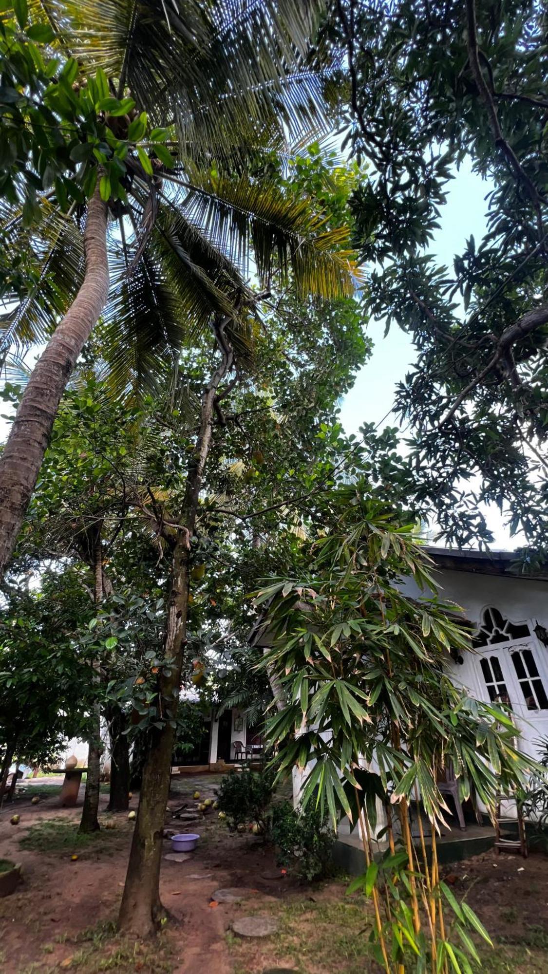 Sylvester Villa Hostel Negombo Exterior foto